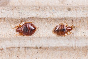 Inspection bed bugs