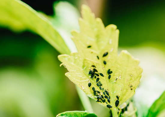 Garden care Garden care