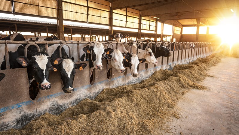Farm hygiene and animal health