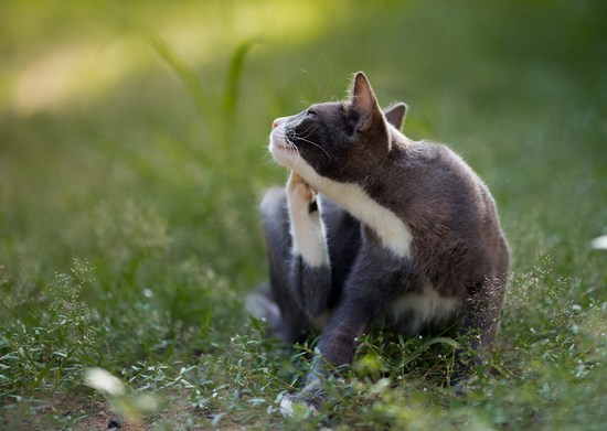 Pet care Pet care