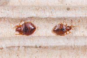 Inspection bed bugs